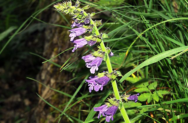 Lamiaceae - Horminum pyrenaicum